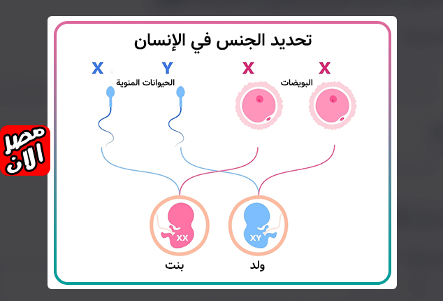 البدائل العلمية لتحديد جنس الجنين