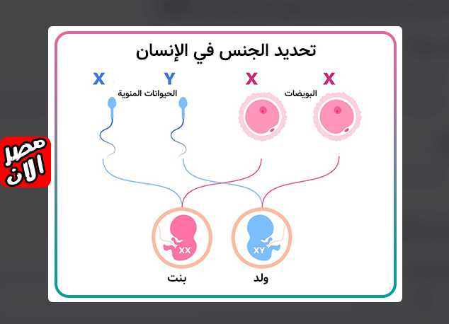 البدائل العلمية لتحديد جنس الجنين