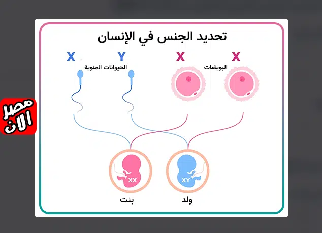 البدائل العلمية لتحديد جنس الجنين