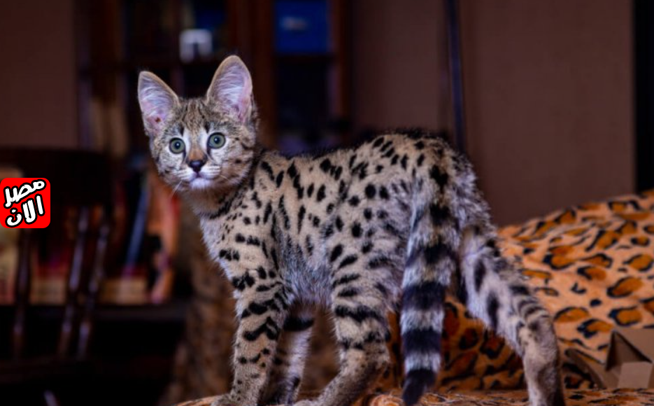 Savannah cat