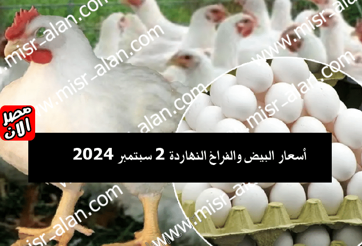 أسعار البيض والفراخ النهاردة 2 سبتمبر 2024