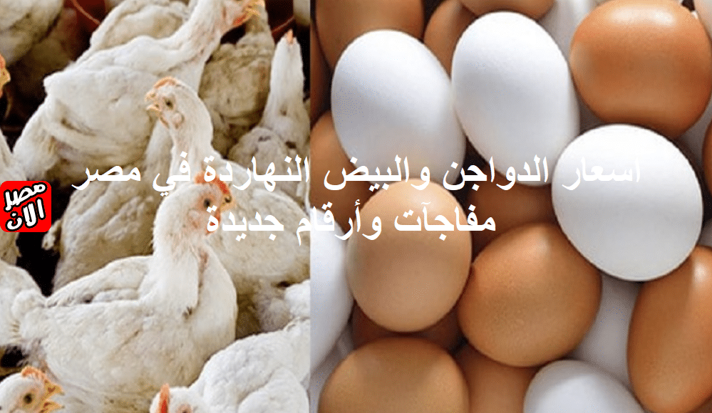 أسعار الدواجن والبيض النهاردة