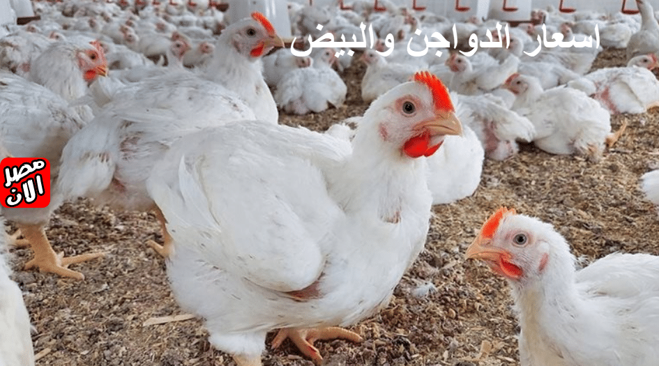 أسعار بورصة الدواجن النهاردة